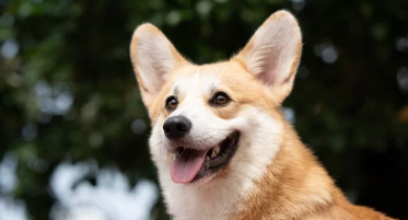 강아지사진/출처:어도비스톡