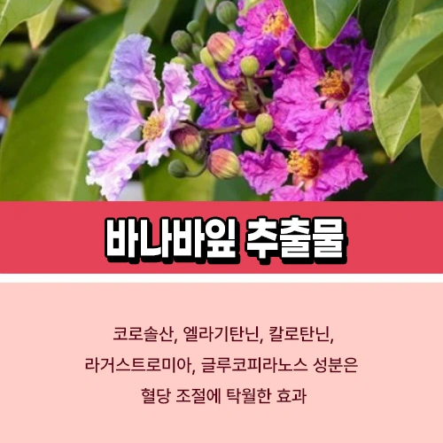 바나바잎 추출물