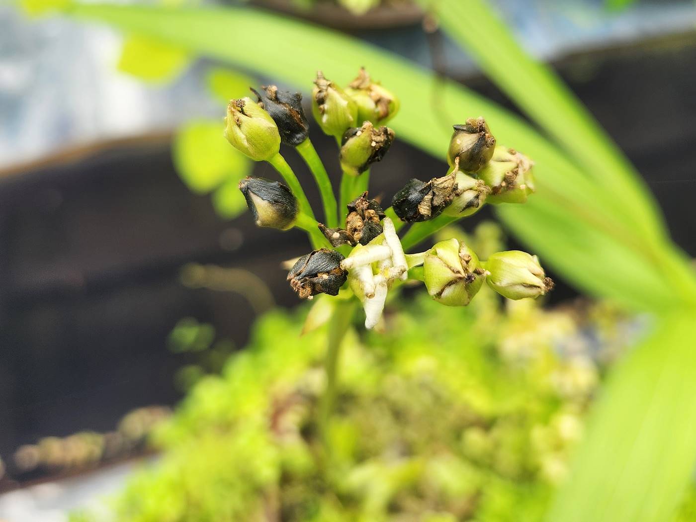 파리지옥 Dionaea