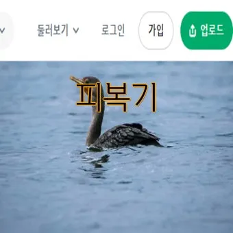 멀칭 필수 가이드 비닐 왕겨 볏짚 잡초 수분관리 효과_17