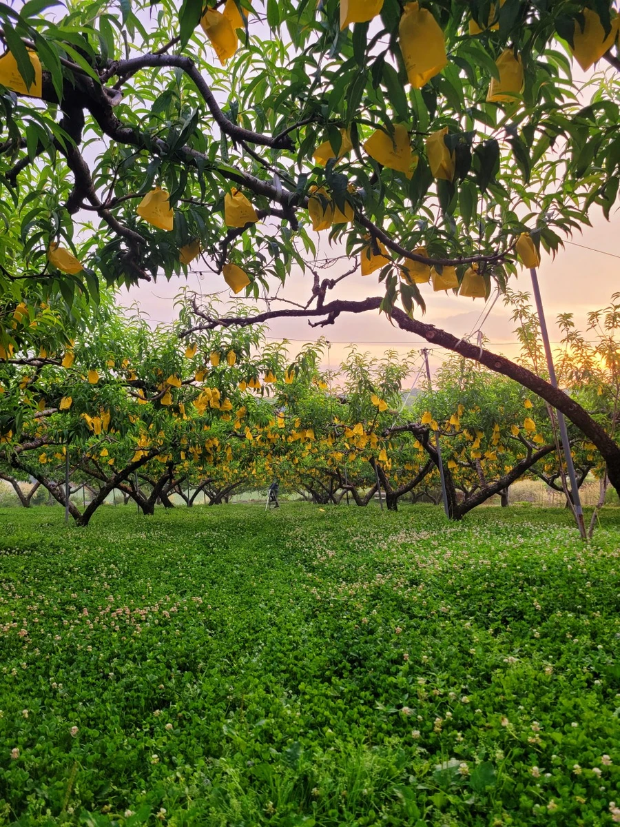 이천 과수카페 - 도화지