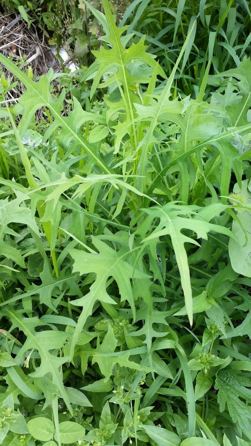 왕고들빼기 효능과 섭취시 주의사항 건강 정보_4