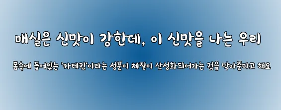  매실은 신맛이 강한데, 이 신맛을 나는 우리 몸속에 들어있는 '카테킨'이라는 성분이 체질이 산성화되어가는 것을 막아준다고 해요