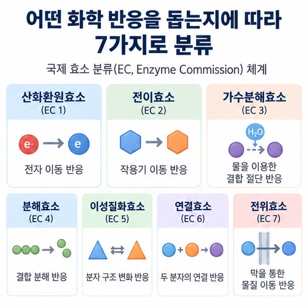 효소를 산화환원효소, 전이효소, 가수분해효소, 분해효소, 이성질화효소, 연결효소, 전위효소로 나눈 7가지 분류 이미지