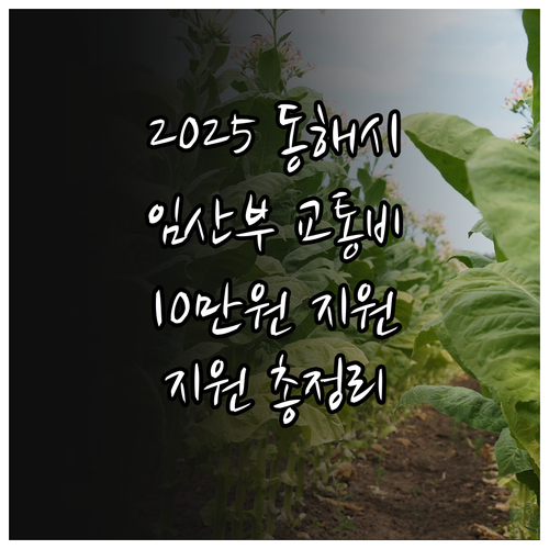 2025 동해시 임산부 교통비 10만..
