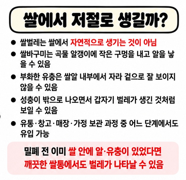 쌀알 내부의 알과 유충 유통 중 유입 다른 곡물에서 이동 오래 보관 따뜻한 환경이 쌀벌레 발생에 영향을 주는 카드