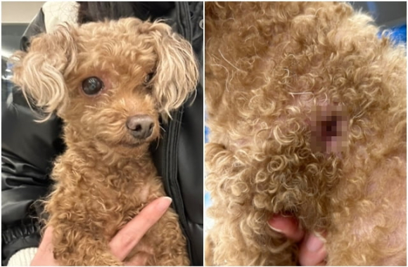 한 번 유기됐다가 생살이 패인 채 다시 버려진 갈색 푸들. [사진=포인핸드 캡처]
