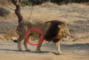 아시아사자 인도 동물 특징 성격_12