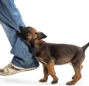 강아지 나오는 꿈 물리는 꿈