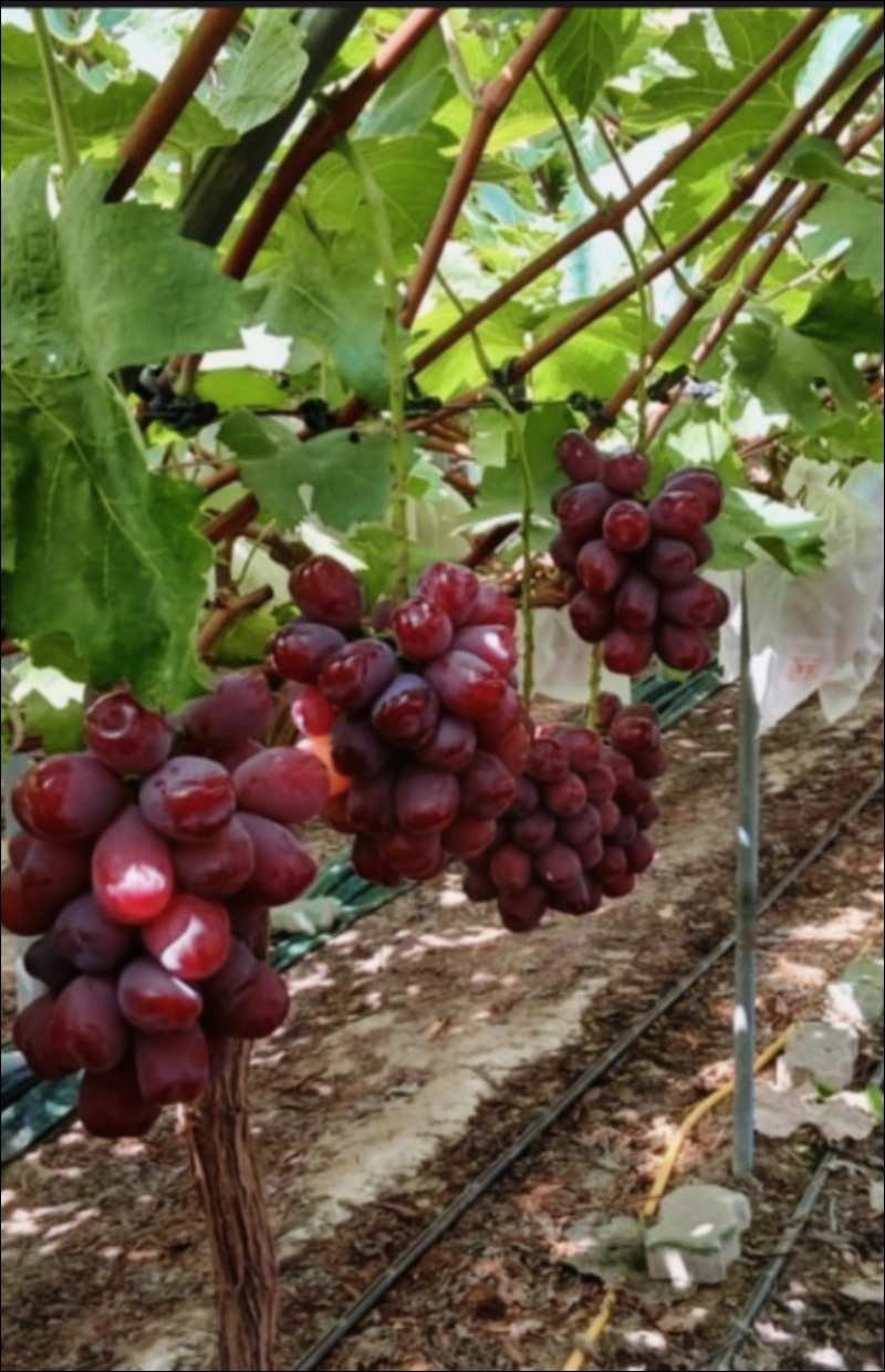 로얄바인 포도 후기, 로얄바인 명품과일 가격, 로얄바인 프리미엄 포도 구매, 로얄바인 선물세트, 프리미엄 과일 수익성 작물, 부자과일 인기순위, 고소득층 과일 추천, 신세계백화점 로얄바인, 명절 고급 과일 선물, 클럽재배 과일 뜻, 명품 과일, 프리미엄 포도, 농가 수익성 작물, 프리미엄 과일 투자, 백화점 과일 선물세트, 추석 과일 선물 추천