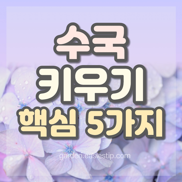 수국 키우는 방법 핵심정리