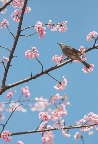 2025 진해 군항제 벚꽃 축제 일정 주차 총 정리