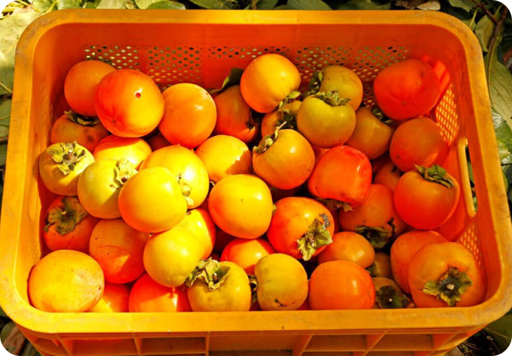 한국산 감 중국 수출 양해각서 체결 [사진 출처 = 게티이미지뱅크]-이해를 돕기 위한 이미지