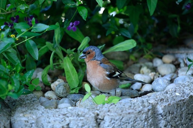 갈라파고스 핀치새