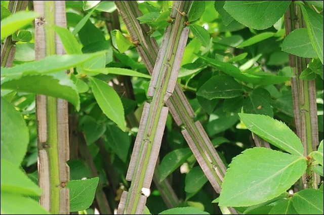 화살나무 효능과 활용법, 알아보고 건강 지키세요