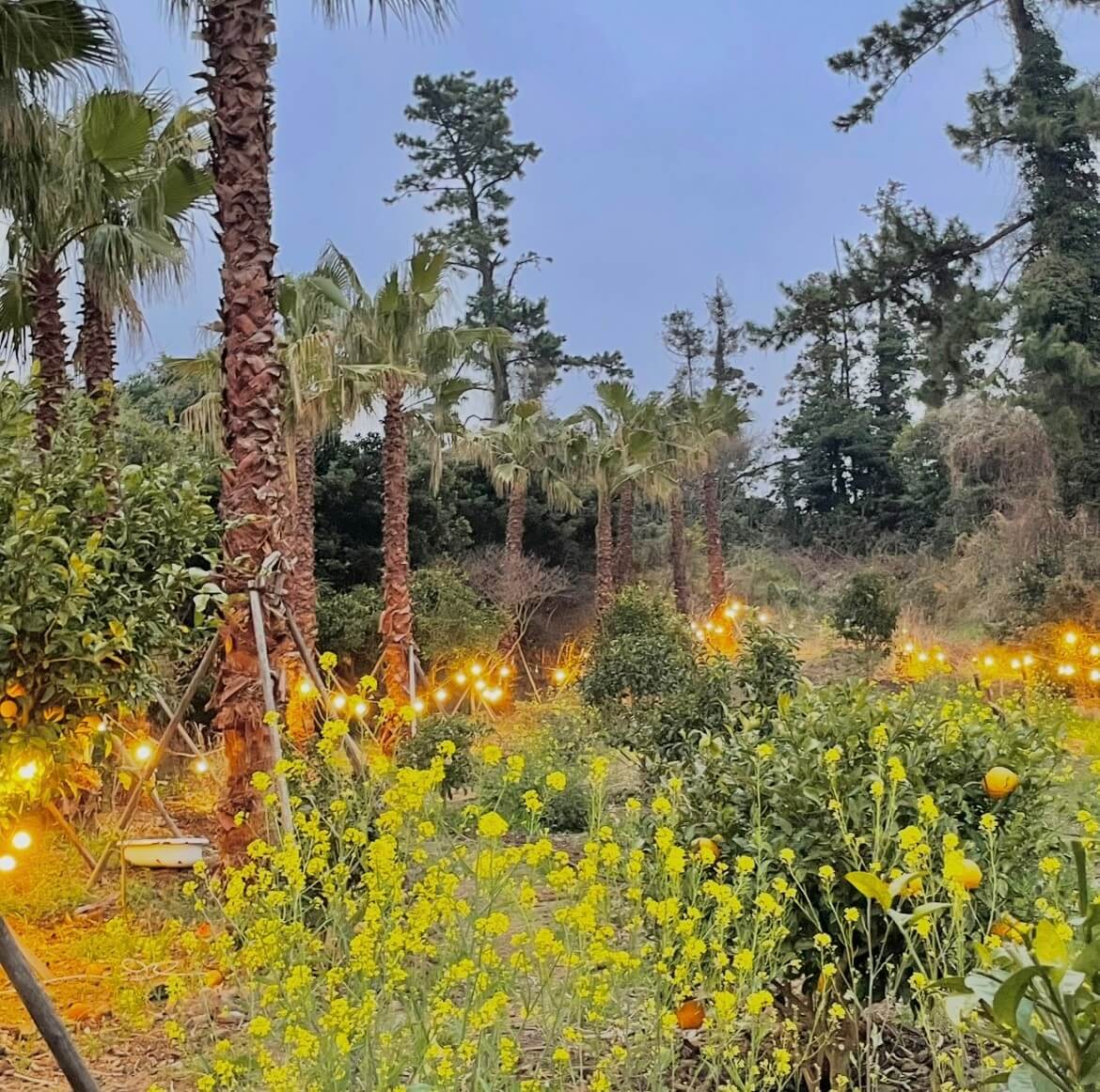 제주 흑돼지 맛집 추천 | 오늘N 퇴근후N 작제도 흑돼지 장작구이