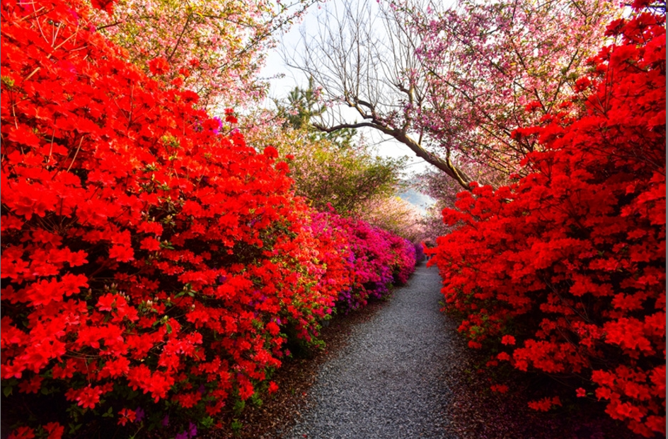 서부-해당화-벚꽃축제-2
