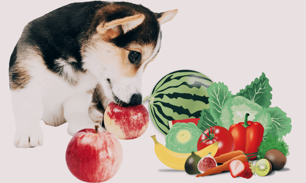 개음식, 강아지