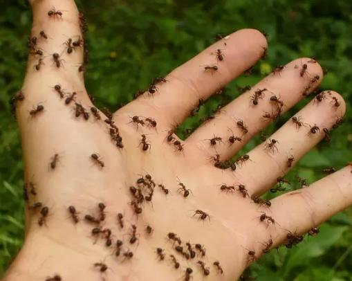 구축 아파트 1층 개미 퇴치 약 맥스포스, 여왕개미 죽이기 딱 좋음