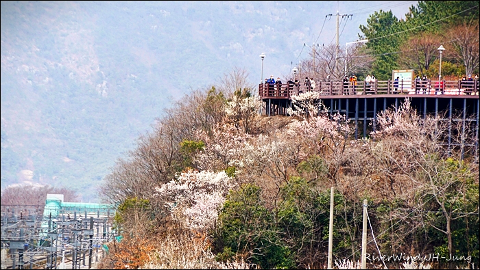 원동매하화 순매원
부산근교 원동매하화 순매원