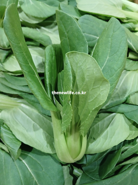 한국 경기도 양평과 용인 등지에서 재배된 싱싱한 청경채 실물 사진