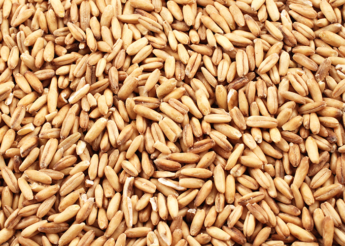 귀리가 모여있는 모습