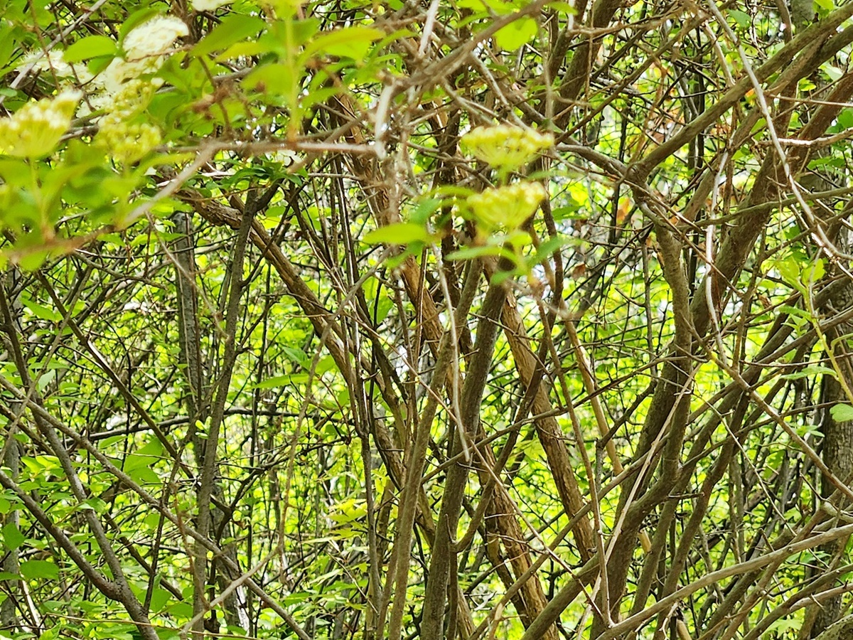 아구장조팝나무