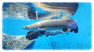 충북아쿠아리움