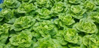 로메인 재배 재식 거리 통풍 확보 병해 줄이기_33