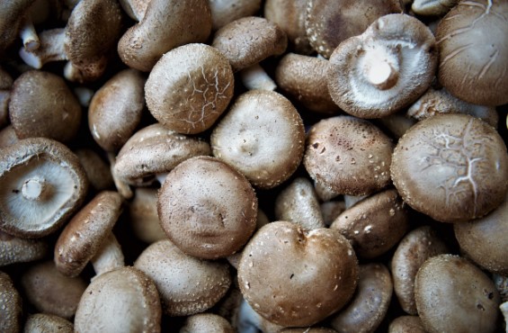 표고버섯 효능 및 보관법