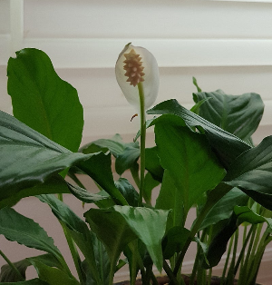 식물도 번아웃이 온다고? 반려식물 스트레스 신호 읽는 법