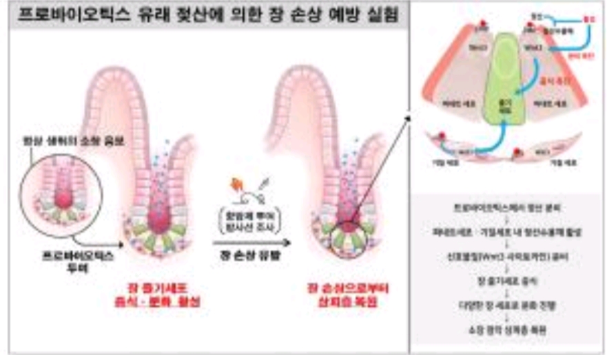  포스트바이오틱스 효능 1