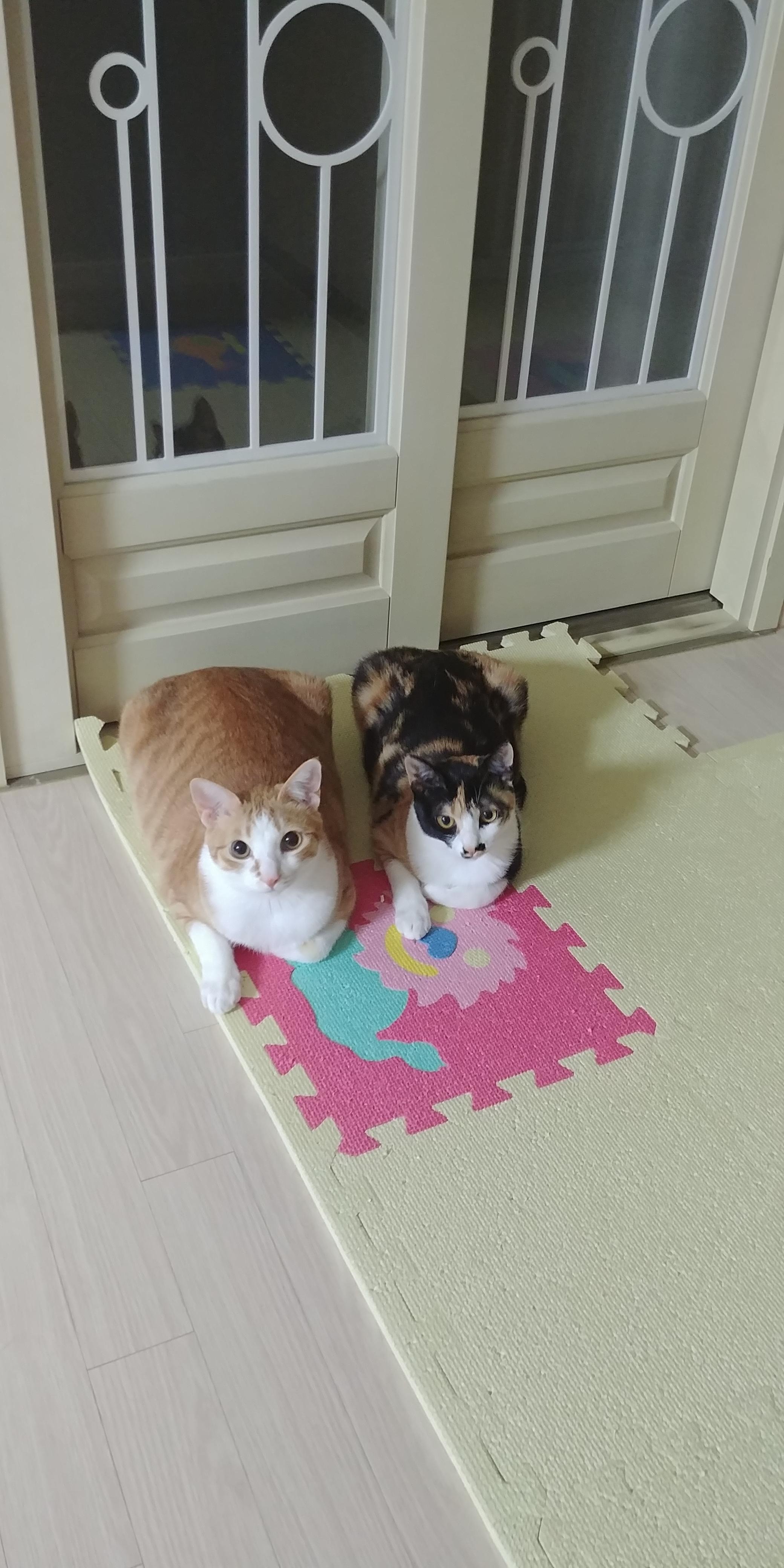 사이좋은 고양이들. 우리집 1호, 2호 공식 커플.