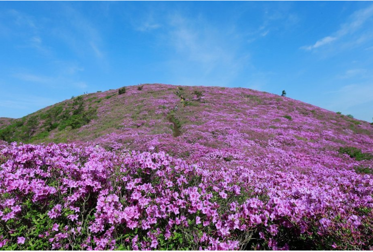 일림산 철쭉 축제 개화상황