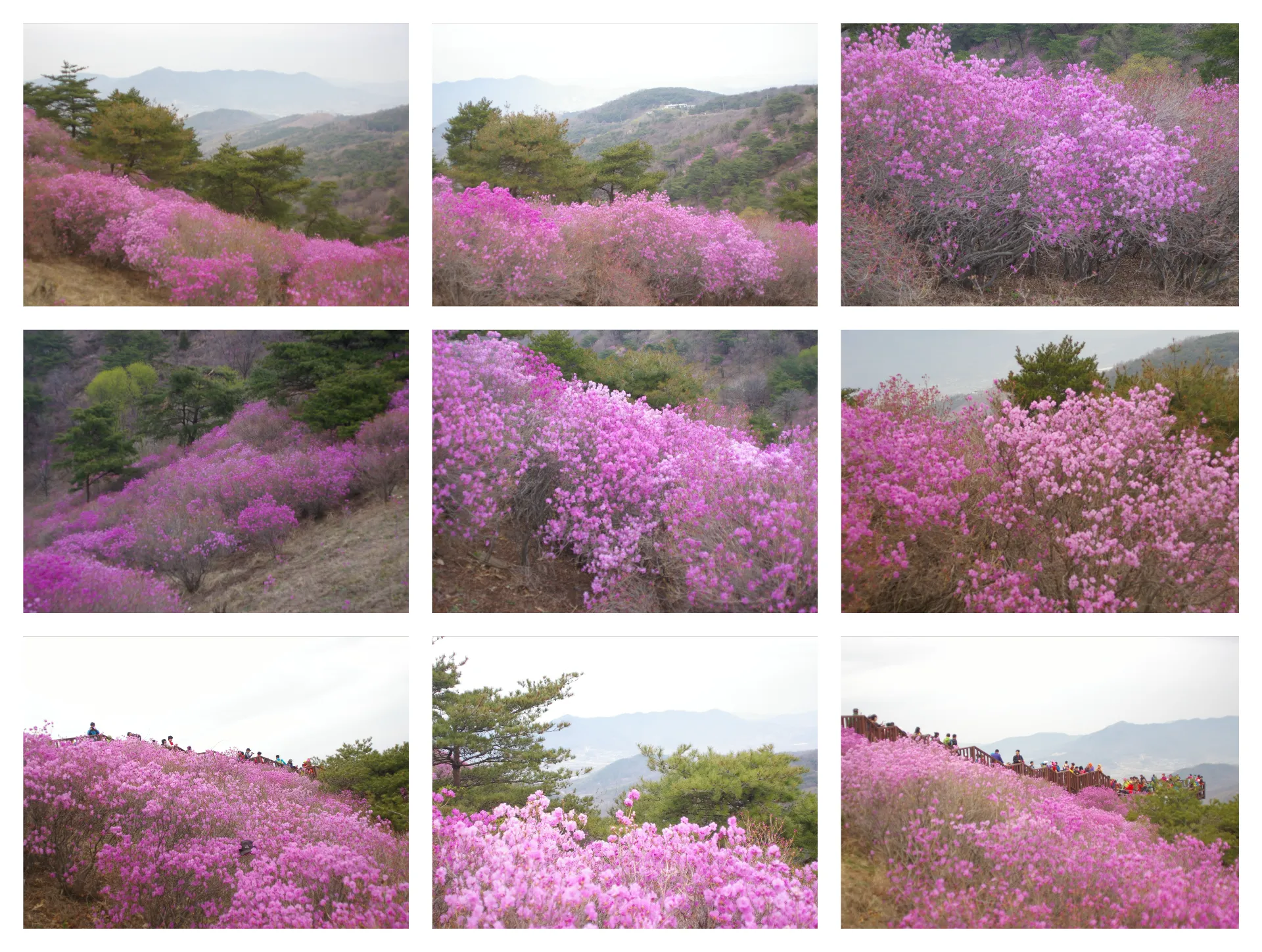 봄 고려산