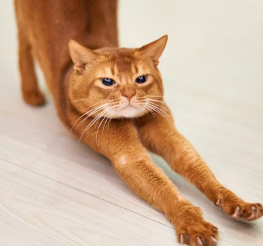 녹내장 초기증상 원인 치료법