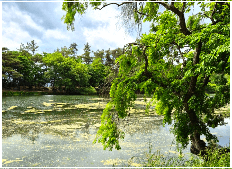 밀양 위양못 벚꽃길 주차장 위치와 교통편