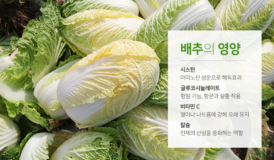 배추의 영양(출처=팜한농)