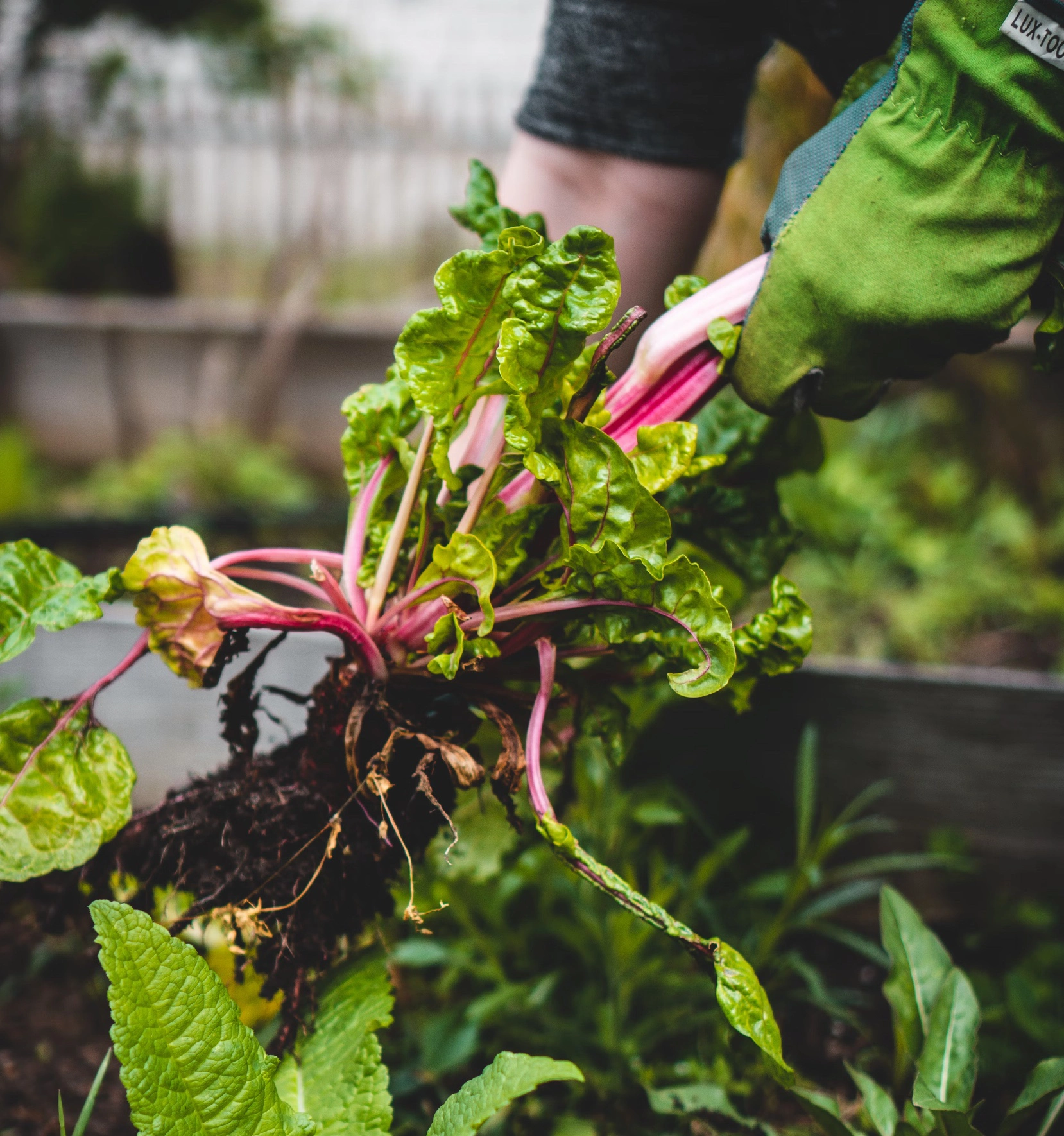 쯔쯔가무시 물린자국