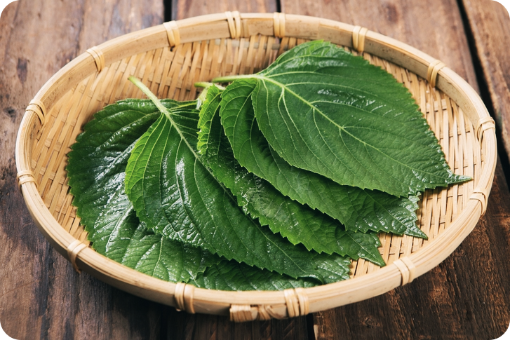 깻잎-효능