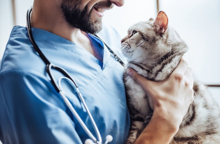 수의사에게 안기고 있는 고양이.