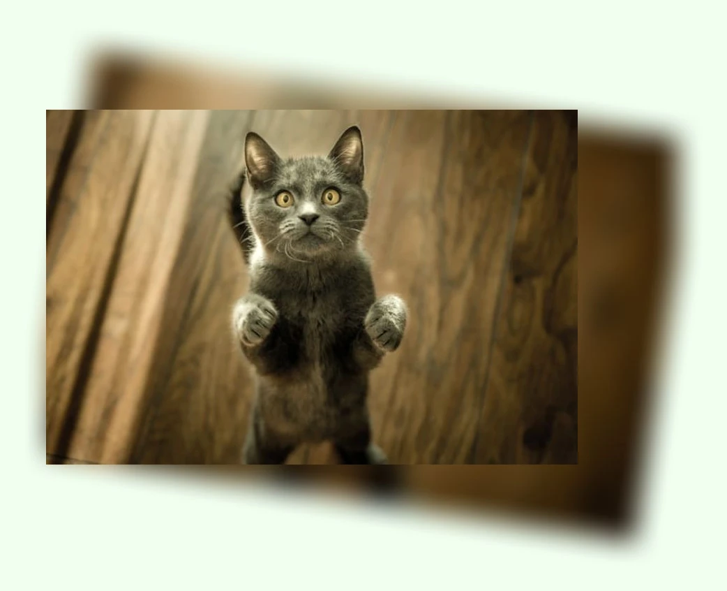 고양이 털 관리_3_subsection