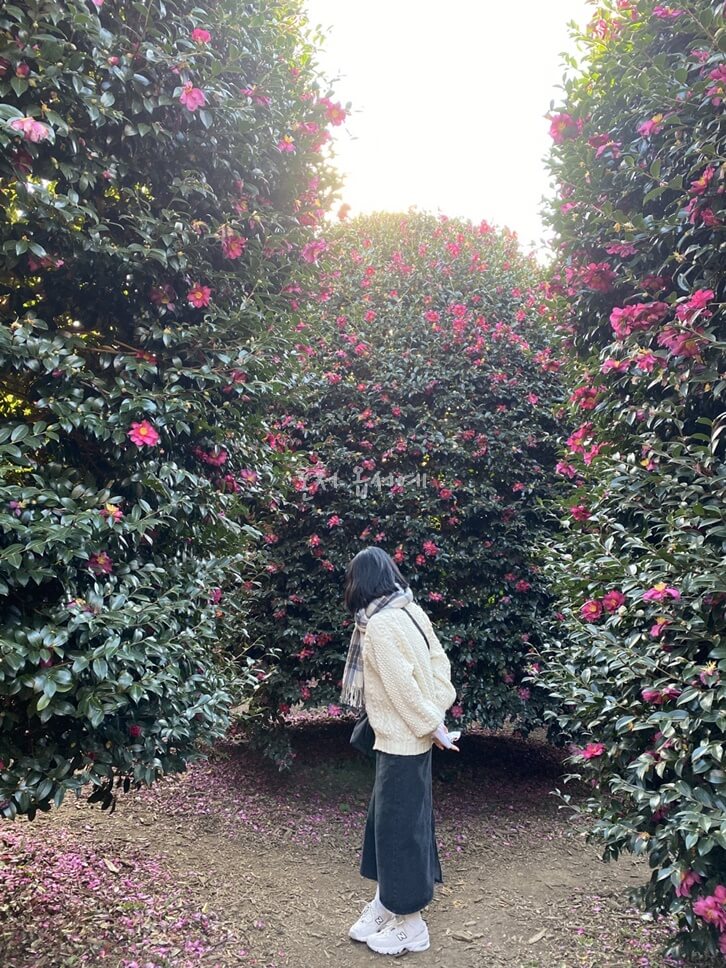 큰-동백나무-large-camellia