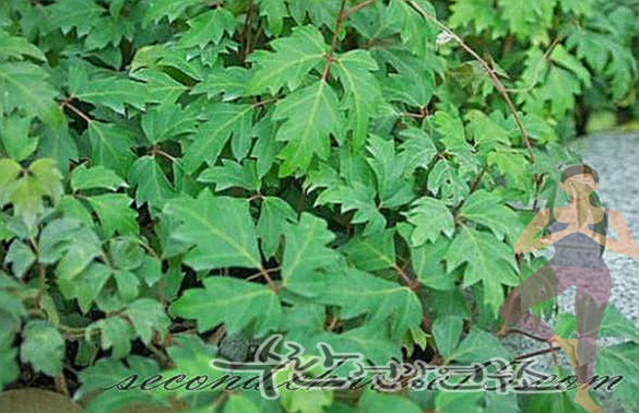 시서스 효능 부작용