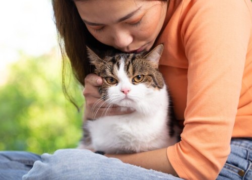 고양이9