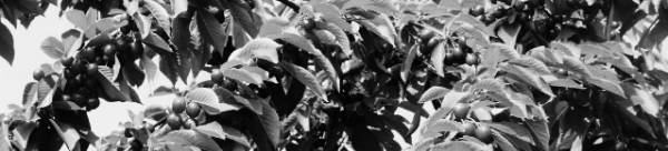 체리나무 키우는 법