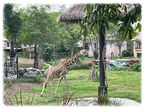 발리 사파리 마린 파크