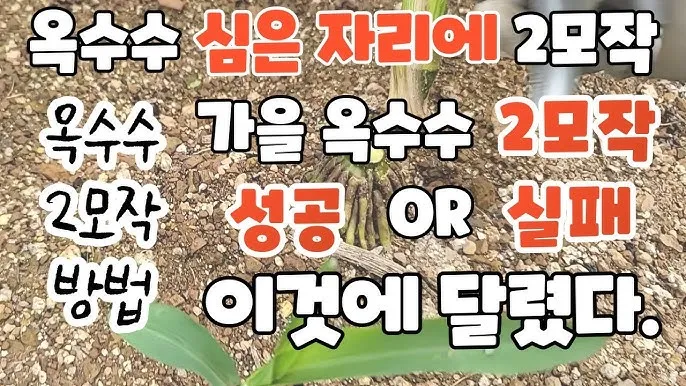 옥수수 파종 시기 심는 시기 재배법_5