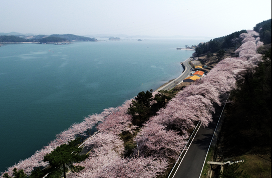 벚꽃길에서 드라이브와 즐거운 관광의 장점은?