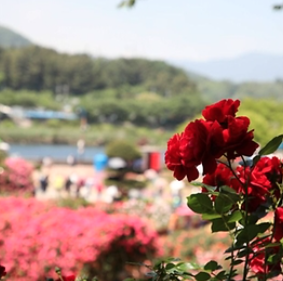 2025 삼척 장미축제